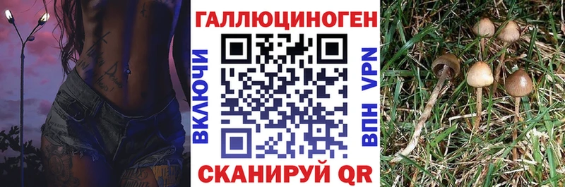 Псилоцибиновые грибы Psilocybine cubensis  Свободный 